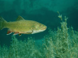 Brook Trout (Salvelinus Fontinalis), Bavaria, Germany Photographic Print by Reinhard Dirscherl