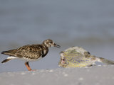 Ruddy Turnstone, Arenaria Interpres, Scavenging on a Fish, Florida, USA Photographic Print by Fritz Polking