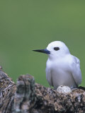 White Tern on its Nest with an Egg, Gygis Alba, Midway Atoll National Wildlife Refuge, USA Photographie par John & Barbara Gerlach