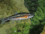 Rosyside Dace (Clinostomus Funduloides), Virginia, USA Photographic Print by Rob & Ann Simpson