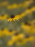 A Blackeyed Susan (Rudbeckia Hirta) Photographie par Don Grall