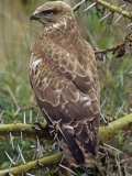Steppe Buzzard, Buteo Buteo, Nakuru, Kenya, Africa Photographic Print by Joe McDonald
