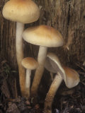Smoky-Gilled Naematoloma, Naematoloma Capnoides, Basidiomycetes, North America Photographic Print by Jana Jirak