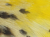 Eastern Meadowlark Breast Feathers, Sturnella Magna, North America Fotografisk trykk av Bill Beatty