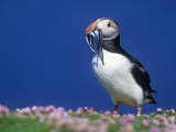 Atlantic Puffin, Fratercula Arctica, with Fish Prey in its Bill, Shetland Islands, Scotland Photographic Print by John & Barbara Gerlach
