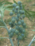Castor Bean Seed Pods (Ricinus Communis), a Poisonous Member of the Spurge Family Euphorbiaceae Photographic Print by Norris Blake