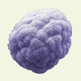 Sea Urchin Embryo Three Hours after Fertilization Reprodukcja zdjęcia autor David Phillips Sea Urchin Embryo Three Hours after Fertilization Reprodukcja zdjęcia autor David Phillips