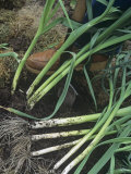Freshly Dug Leeks (Allium Porrum), Varna Variety Photographic Print by Wally Eberhart