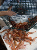 Richard Herrmann - Spot Prawns (Pandalus Platyceros) in a Fishing Trap, Alaska, Usa, Pacific Ocean - Fotografik Baskı