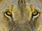 Male African Lion Eyes, Panthera Leo, Etosha Pan National Park, Namibia, Africa Fotografie-Druck von Gerald & Buff Corsi