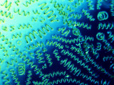 Cyanobacteria (Anabaena Spiroides) Photographic Print by Tom Adams