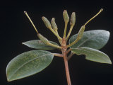 Rhododendron Immature Fruits after Flowering Photographic Print by Jerome Wexler