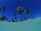 Coconut Palms on the Sandy Beach, Indonesia, Wakatobi Dive Resort, Sulawesi, Indian Ocean, Bandasea Fotografie-Druck von Reinhard Dirscherl