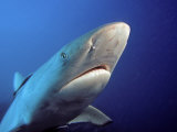 Gray Reef Shark Head (Carcharhinus Amblyrhynchos), Fiji Photographic Print by David Fleetham