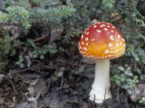 Fly Agaric (Amanita Muscaria), a Poisonous Mushroom, Alaska, USA Photographic Print by Patrick Endres