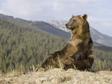 Grizzly Bear, Ursus Arctos, Western North America Photographic Print by Joe McDonald
