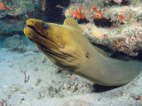 Marty Snyderman - A Caribbean Green Moray Eel Emerges from under a Ledge Fotografická reprodukce