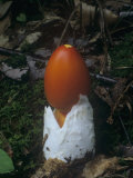 Caesars Amanita Mushroom Emerging from the Forest Floor, Amanita Caesarea, Eastern USA Photographic Print by Bill Beatty