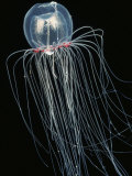 Bell Jelly, Polyorchis Penicillatus, Order Anthomedusae, Pacific Coast of North America Photographic Print by David Wrobel
