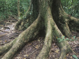 Buttress Roots of the Mahogany Tree (Swietenia Macrophylla), Meliaceae, an Important Timber Species Fotografisk trykk av Norris Blake Buttress Roots of the Mahogany Tree (Swietenia Macrophylla), Meliaceae, an Important Timber Species Fotografisk trykk av Norris Blake
