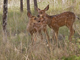 Mule Deer Fawns (Odocoileus Hemionus) in a Mountain Meadow, Pike National Forest, Colorado, USA Photographic Print by Don Grall