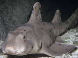 Horn Shark (Heterodontus Francisci), California, Usa. Note its Dorsal Fin, Spine, and Pig-Like Face Photographic Print by Ken Lucas