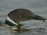 Common Loon Eating (Gavia Immer) North America Photographic Print by Arthur Morris