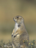 Joe McDonald - A Black-Tailed Prairie Dog, Cynomys Ludovicianus, Wyoming, USA Fotografická reprodukce