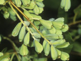 Developing Seeds of the White Mangrove (Laguncularia Racemosa), Florida, USA Photographic Print by Rick Poley