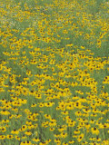 Field of Black-Eyed Susans, Rudbeckia Hirta, USA Photographic Print by Adam Jones