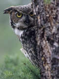 Great Horned Owl Peering from Behind a Tree Trunk (Bubo Virginianus), North America Photographic Print by Joe McDonald