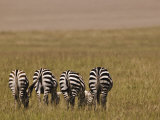 Burcell's Zebras (Equus Burchelli) Masai Mara Game Reserve, Kenya Photographic Print by Adam Jones