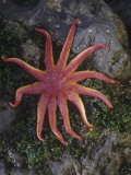 Dawson's Sun Star, Solaster Dawsoni, Pacific Coast of North America Photographic Print by Gerald & Buff Corsi