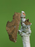 Notodontid Moth (Rhapigia Aymara), Family Notodontidae, Ecuador Photographic Print by Leroy Simon
