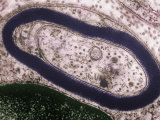 Cross-Section of a Myelinated Neuron Showing the Myelin Sheath. Tem Photographic Print by David Phillips