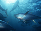 Yellowfin Tuna (Thunnus Albacares) in a Seine Net, Baja California, Mexico Photographic Print by Richard Herrmann