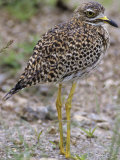 Spotted Thick-Knee or Spotted Stone Curlew, Burhinus Capensis, Samburu, Kenya, Africa Photographic Print by Joe McDonald