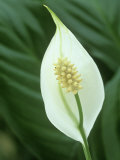 Peace Lily Flower (Spathiphyllium Wallissii) Photographic Print by Wally Eberhart