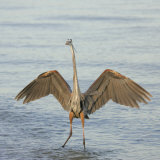 Great Blue Heron Wading in Water with its Wings Spread, Ardea Herodias, Sanibel, Florida, USA Photographie par Arthur Morris