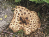 Scaly Tooth or Hedgehog Mushroom, Hydnum Imbricatum, North America Photographic Print by Jana Jirak