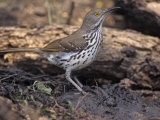 Long-Billed Thrasher, Toxostoma Longirostre, Texas, USA Photographie par Joe McDonald