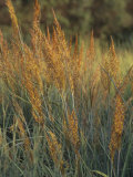 Indian Grass (Sorghastrum Nutans), Ramsey Variety, Central USA Fotografie-Druck von William Johnson