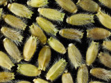 Scabious Seeds Photographie par Solvin Zankl