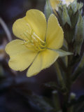 Evening Primrose Flower with Dew, Oenothera Biennis, USA Photographic Print by Joe McDonald