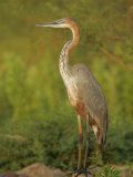 Goliath Heron, Ardea Goliath, Lake Baringo, Kenya, Africa Photographic Print by Arthur Morris