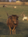 Texas Longhorn Cattle, Southwestern USA Photographic Print by Tom Edwards