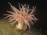 Crimson Sea Anenome, Cribrinopsis Fernaldi, Pacific Coast of Northwest North America Lámina fotográfica por David Wrobel Crimson Sea Anenome, Cribrinopsis Fernaldi, Pacific Coast of Northwest North America Lámina fotográfica por David Wrobel