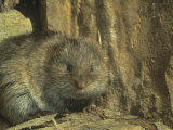 Eastern Meadow Vole (Microtus Pennsylvanicus), Eastern North America Photographic Print by Parke John