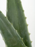 Close Up of Aloe Vera Plant Photographic Print