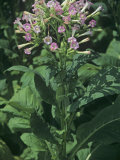 Tobacco in Flower (Nicotiana Tabacum) Photographic Print by Rob & Ann Simpson